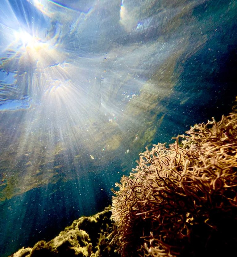 Υποβρύχια φωτογραφία της Claudia Sherwood